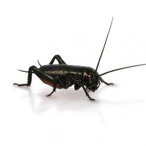 Medium Small Black Crickets 6-8mm - 150 Pack | Reptiles pet, Cricket ...