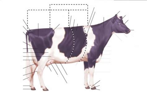 Dairy Cattle External Anatomy Diagram | Quizlet