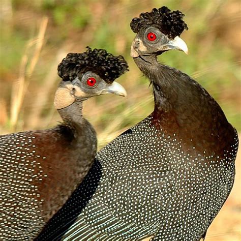 Guinea Fowl - Hotline for Wildlife