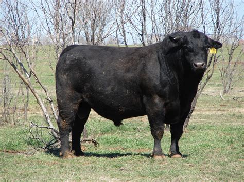 1 - Black Angus Bull - Texas