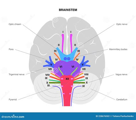 Cranial Nerves Diagram Vector Illustration | CartoonDealer.com #228756638