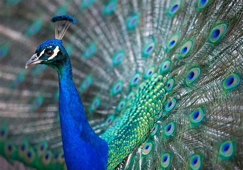 ? Peacock Symbolism & That means (+Totem, Spirit & Omens) - Geni TV