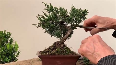 Improving Commercial Bonsai - Part 1 Junipers - YouTube | Juniper ...