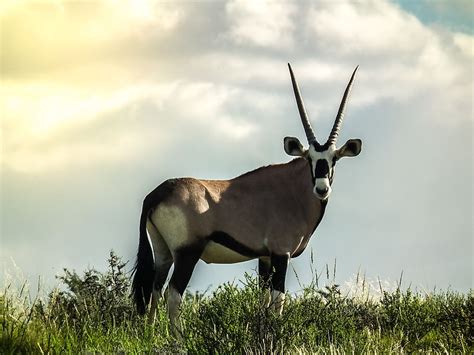 10 Iconic Animals Of South Africa - WorldAtlas