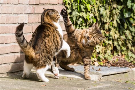 How to tell if your cats are playing or fighting—and whether it’s a ...