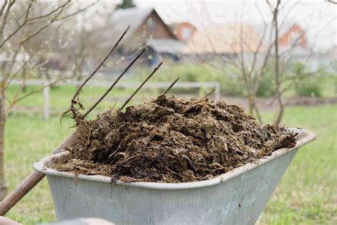 The Pros and Cons of Chicken Manure Fertilizer