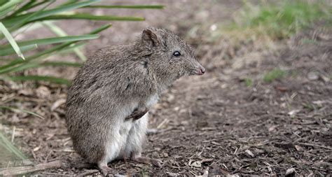 Lucky Luke Uncovers a New Potoroo Population - Land for Wildlife