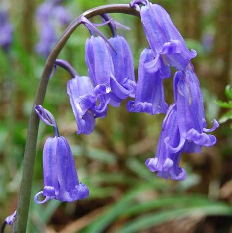 Картинка | Blue bell flowers, English bluebells, Bluebells