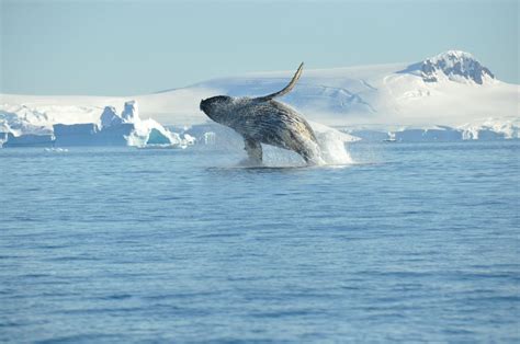 Have you ever seen a whale jump? For many people this is on their ...