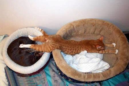 20 Cute & Funny Animal Sleeping Positions - cute animals funny ...