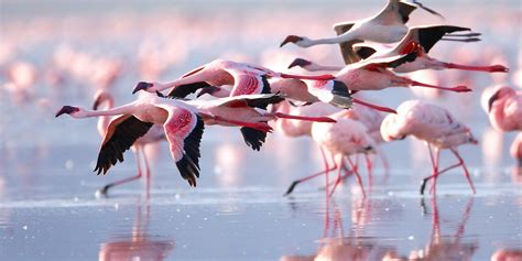 Flamingos in Lake Nakuru National Park | Kenya National Park Attractions