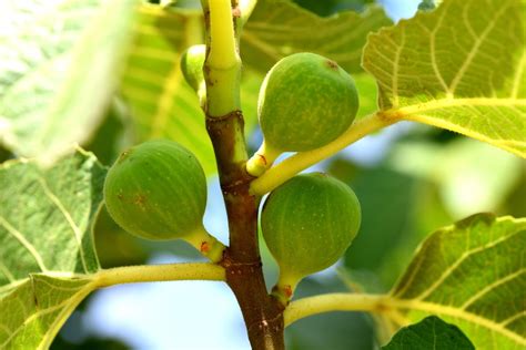 Fig Tree Care » Top Tips