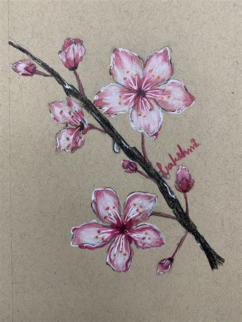 Cherry blossoms | Blossom, Cherry blossom, Drawings