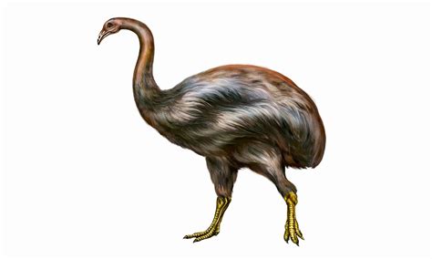 6 Extinct Flightless Birds From New Zealand - A-Z Animals