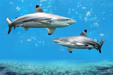 Blacktip Sharks - Facts, Diet & Habitat Information