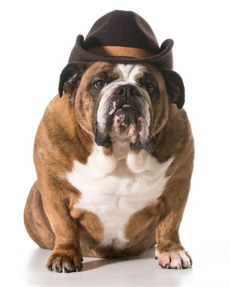 Dog Wearing Cowboy Hat Stock Photos - Download 175 Royalty Free Photos