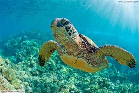 Green Sea Turtle Facts, Pictures & Information For Kids & Adults