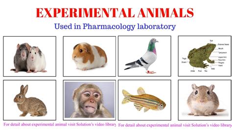 Experimental Animals used in Pharmacology - YouTube