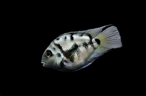 Polar Blue Parrot Cichlid Care: Ultimate Guide For Beginners