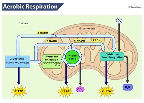 Aerobic Respiartion: Definition, Equation, Steps, & Advantages