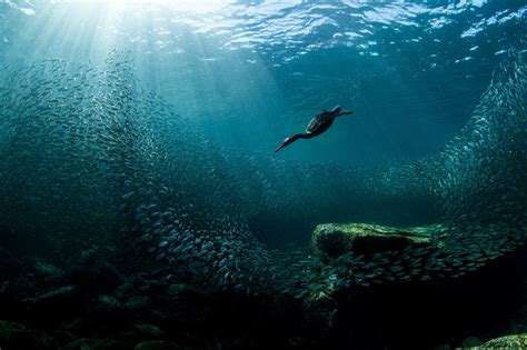 Striking Photo of a Diving Cormorant Wins the 2020 Audubon Photography ...