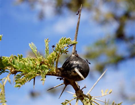 7. Ants on an Acacia – Turkana Basin Institute