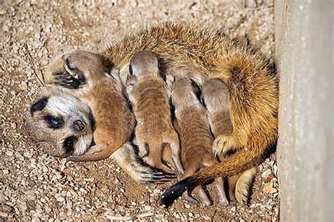 Meerkat Facts - WorldAtlas