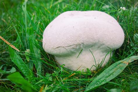 Giant Puffball Mushrooms: Identification, Foraging, and Recipes ...