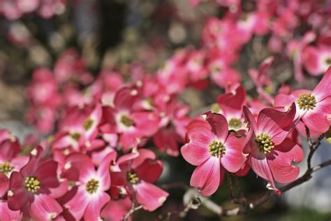 11 Pink Flowering Trees for Your Yard