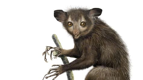 Aye-aye | Diet, Habitat, & Facts | Britannica