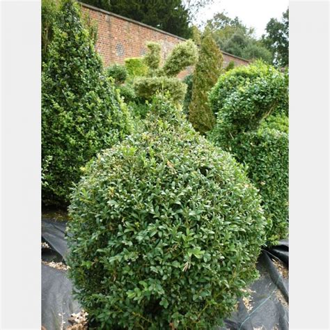 Buxus sempervirens Bird – Topiary Arts