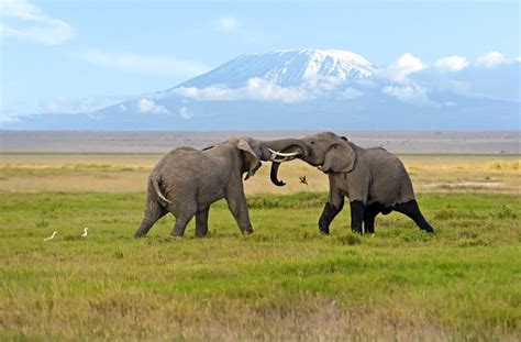 Amboseli National Park - Discover More Than Elephants