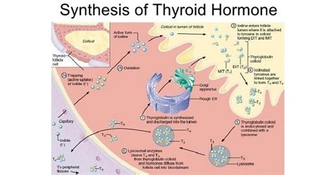 Synthesis Of Thyroid Hormone - www.medicoapps.org