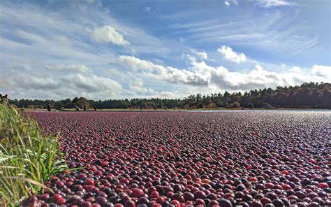 Massachusetts cranberry growers forecast an average crop this season ...