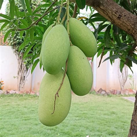 Keitt Mango Tree Height 1 2 FT At LemonFire.com