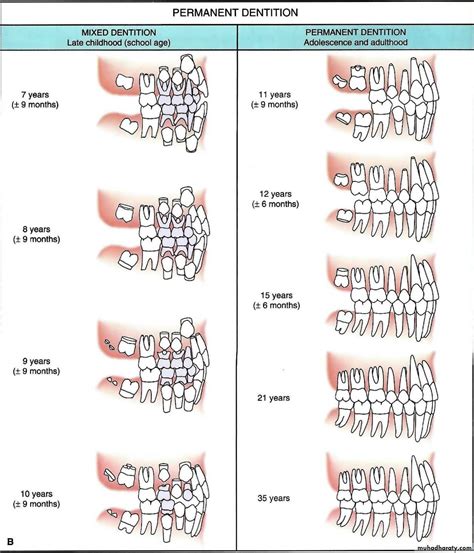 Development of occlusion pptx - Dr.younis - Muhadharaty