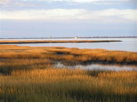 Marsh | Definition, Types, & Examples | Britannica