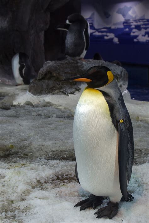 King Penguin | King penguin at the penguin habitat of Kelly … | Flickr