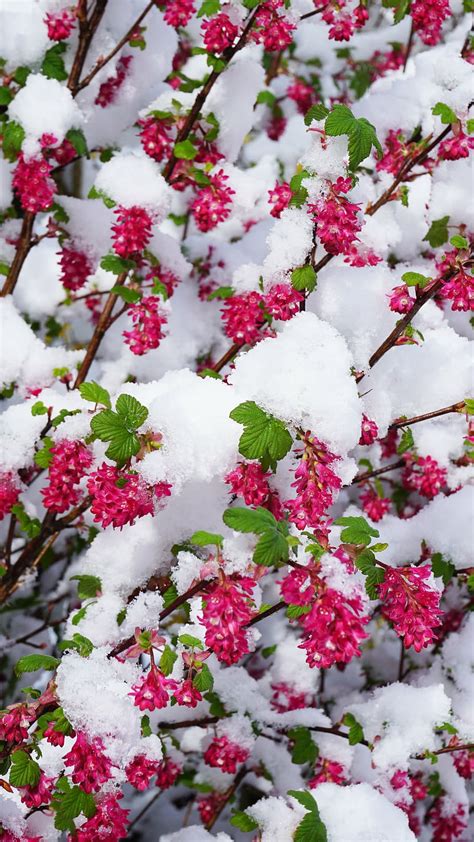 HD wallpaper: winter, spring, flowers, snow, bud, white, winter blast ...