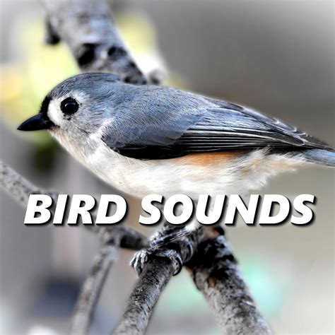 Bird Sounds - Chirping Birds | iHeartRadio