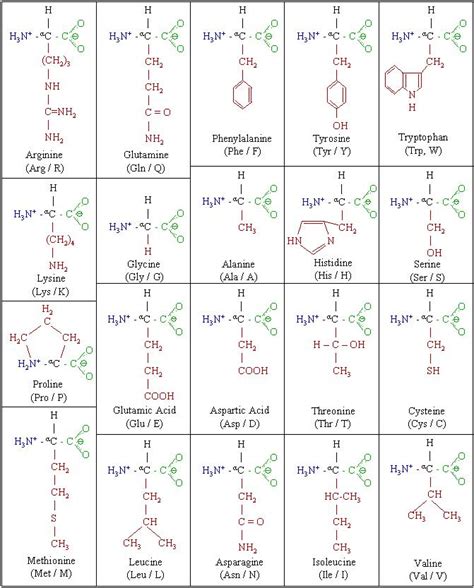 Molecules: amino acid chart