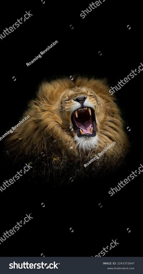 Great Lion Roaring Black Background Stock Photo 2243372647 | Shutterstock