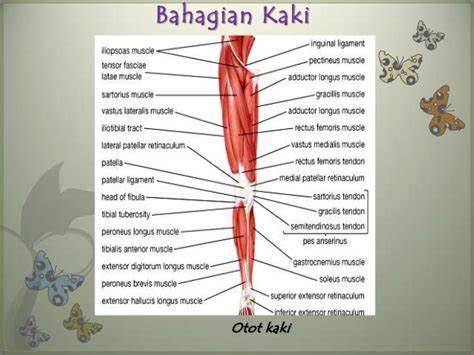 Sistem Otot