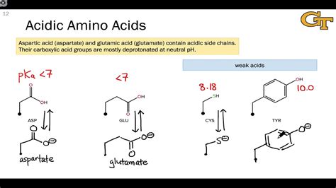 Acidic Amino Acids List