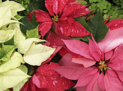 National Poinsettia Day | VisitNebraska.com