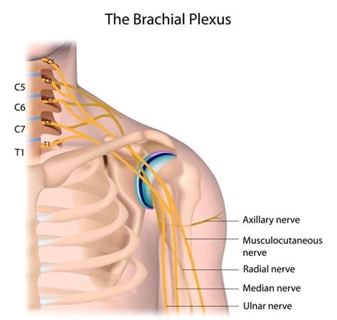 Brachial Plexus