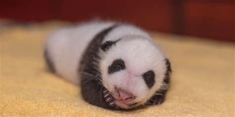 #PandaStory: The Cub’s Growing Girth | Smithsonian's National Zoo and Conservation Biology Institute