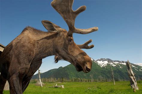 Alaska Wildlife - Denali National Park | Alaska Animals | Alaska's "Big ...