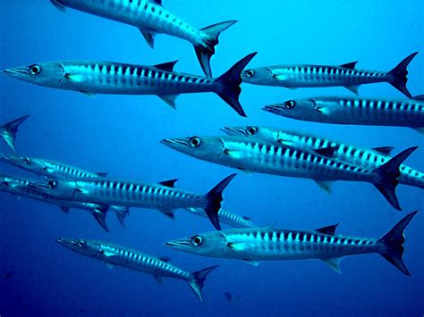 Sea Wonder: Barracuda | National Marine Sanctuary Foundation