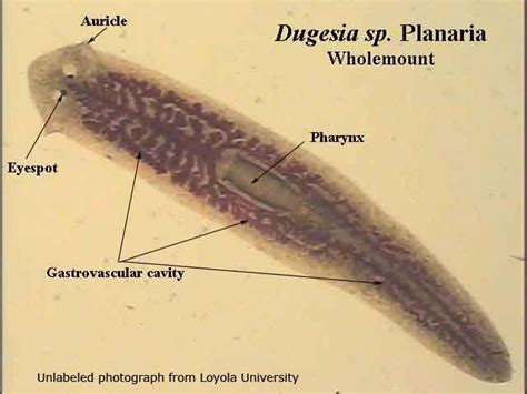 Planaria Under Microscope